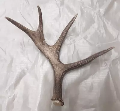 Natural Real Moose Shed Antler Home Rustic Display Antlers Crafts Horn • $74.99