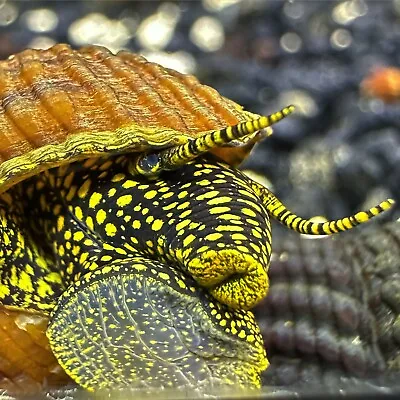 2 Yellow Spotlight Rabbit Snails BIG! (Tylomelania Sp.) - Elephant Snail • $18.99