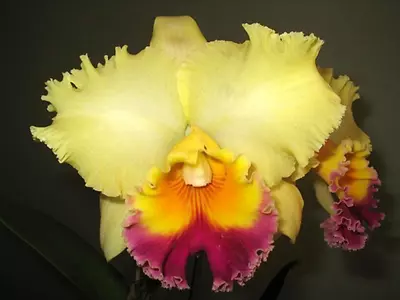 Cattleya Division: Rlc. Goldenzelle 'High Noon' • $70