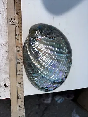 Fully Polished Abalone Shell • $30