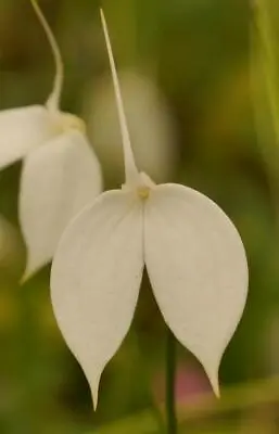 Large Flowered Masdevallia Coccinea Alba 'Greentree' Orchid Species Plant! • $28.99