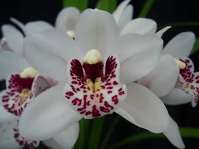 Cymbidium Orchid - Gowlings Gem Snow Queen • $45