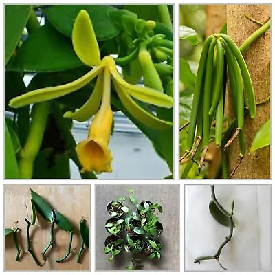 Vanilla Planifolia Live Stem Well Rooted Orchid Plant Nodes Vanda Blooming Size • $13.99