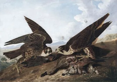 Peregrine Falcon Vintage John James Audubon American Bird Poster Art Print • £4.50