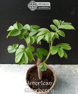 2 American Elderberry Plants - Sambucus Canadensis - 2 Live Plants 4 To 6 Inches • $12