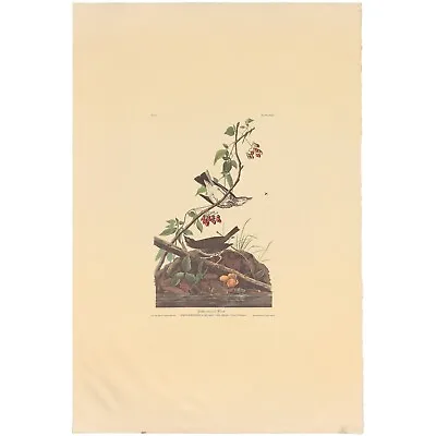 $100 • Buy Audubon Amsterdam Ed Dbl Elephant Folio Lithograph Pl 143 Golden-crowned Thrush