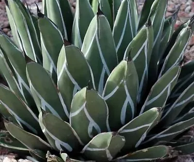 Agave Nickelsiae • $45.70