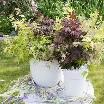 Japanese Acer Palmatum 'Festival' - 3 Colours In One Pot • £27.99