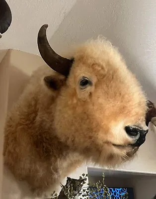 Massive Real White Buffalo / Bison Shoulder Taxidermy Mount • $12500