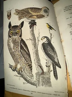 Wilson American Ornithology Orig 1832 Hand Colored Great Horned Owl Hawk Owl. • $24.99