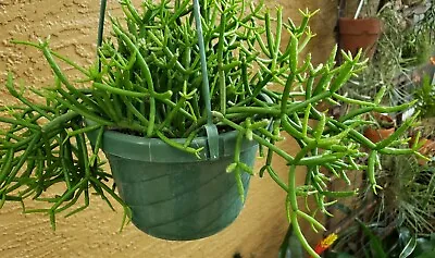 Rhipsalis Teres Forma Heteroclada - Clumping Epiphytic Cactus-Clumping Branches • $5