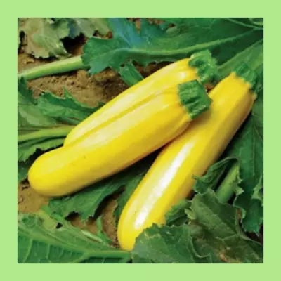 Heritage Seeds 8 ZUCCHINI GOLDEN • $4.40