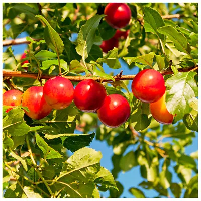 £10.99 • Buy 3 Cherry Plum Trees / Prunus Cerasifera / Myrobalan,40-60cm Tall, Edible Hedging
