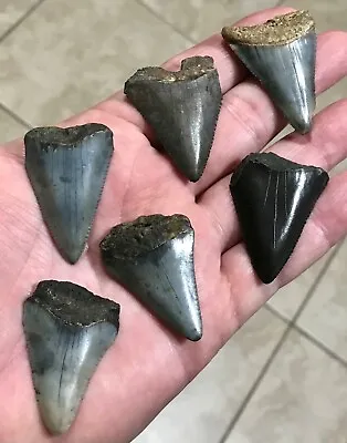 UNCOMMONLY KOOL - GREAT WHITE - S.W. FLORIDA LAND FINDS - Shark Tooth Fossils • $68