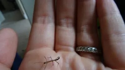 £7.50 • Buy Stick Insect Nymphs X 20