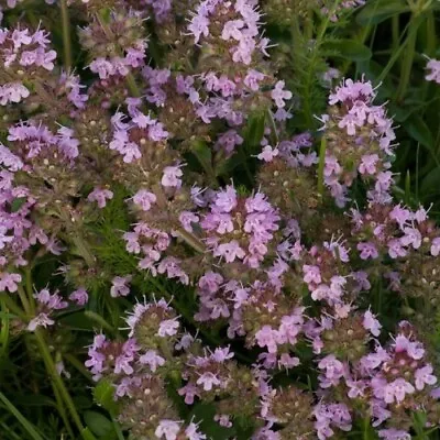 £1.49 • Buy Creeping Thyme / Thymus Serpyllum / Hardy Evergreen / Fragrant / 500 Seeds