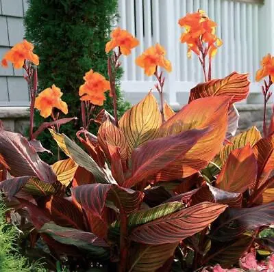 Canna Lily TropicannaÂ® 9cm Pot Plants Pack X3 • £23.99