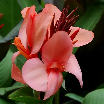 12 Canna 'Cannova Rose' (aka Mango) Viable Seeds • $4.95