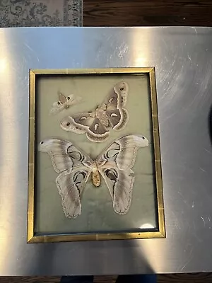 Vintage Large Atticus Atlas Moths Framed Taxidermy Butterfly Mid Century Wall • $40