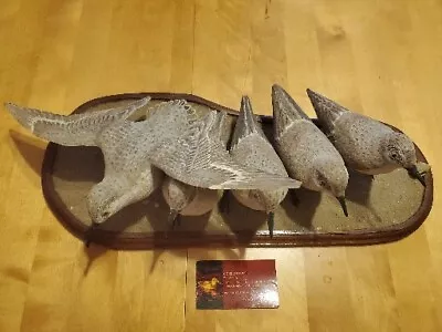 Amazing 5 Sandpiper Shore Bird Shorebids Decoys Display Coyle Manahawkin NJ  • $685.89