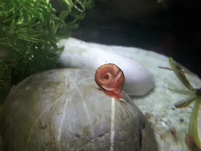 £3.95 • Buy 2 Ramshorn Snails Clean Up Crew Shrimp Tank Aquarium Pond UK  Free Shipping 