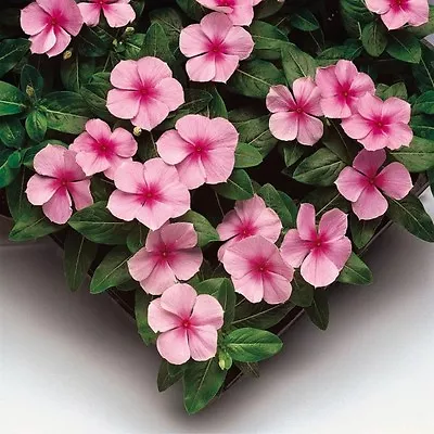 Vinca Seeds 50 Seeds Vinca Sunstorm Blush Annual Seeds • $4.25