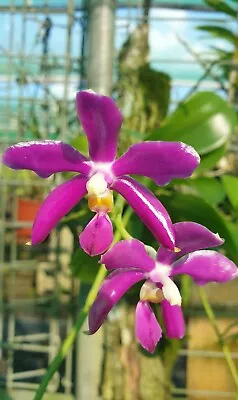 $35 • Buy ORCHID SPECIES - PHALAENOPSIS PULCHRA (keikis)