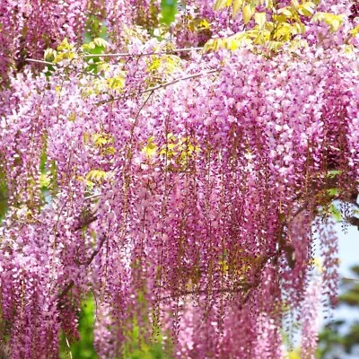 £32 • Buy Wisteria Rosea | Pink Flowering Tall 1m Height Hardy Climbing Garden Shrub Plant