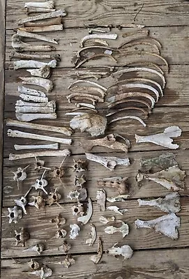 Lot Of Whitetail Deer Bones Skeleton Vertebrae Leg Ribs Oddity Craft Cabin Decor • $35