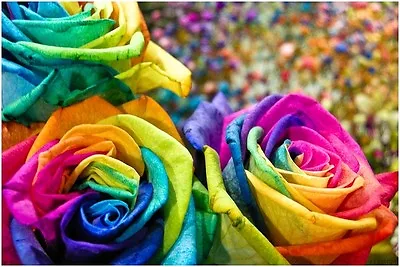 Rare Multi-Colors Rainbow Rose Flower Seeds Garden Plant (Buy 1 Get 1 15% Off) • £11.99