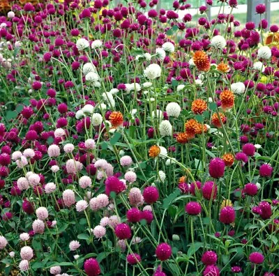 Globe Amaranth Mixed Color Flower Seeds • $1.99