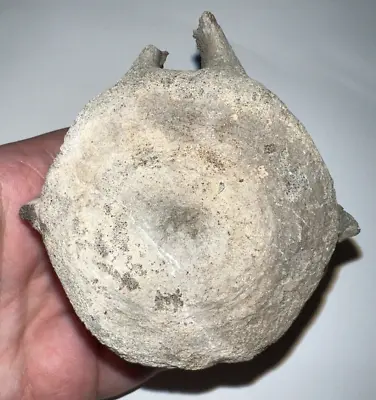 Fossil Whale Vertebra Megalodon Era North Carolina! 3 Inches! • $24.99