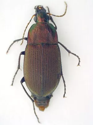 Carabidae Licininae Chlaenius (Eurydactylus) Tomentosus USA (New Jersey) • $9.99