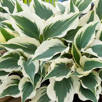 Hosta Wide Brim Plantain Lily Hardy Outdoor Perennial Garden Plants In Plant Pot • £9.99