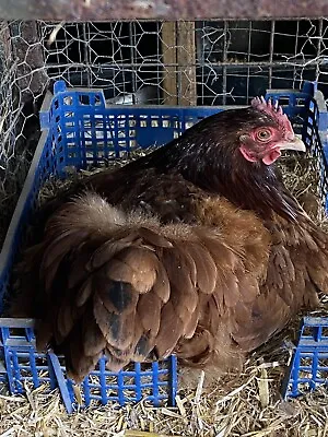 £7.49 • Buy 8 X  ✅Fertile Hatching Chicken Eggs Mixed Breeds Maran Cream Legbar Olive Egger