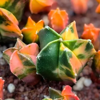 2CM Cactus Live Plants Astrophytum Myriostigma Variegated Beautiful Rare Cactus • $13.99