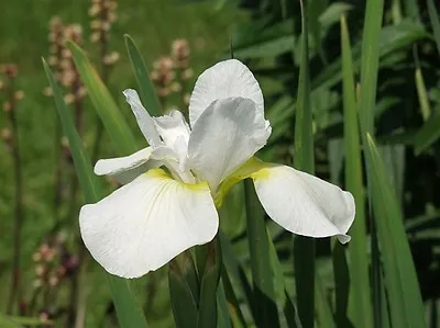 £6 • Buy  Iris Sibirica - Dreaming Late - Siberian Iris Flowering Perennial Garden Plant
