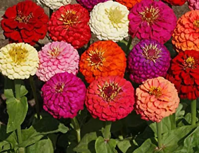 100+ Dahlia Flowered Mix Seeds Wildflower Zinnia Seeds Multicolor Fresh USA • $2.29