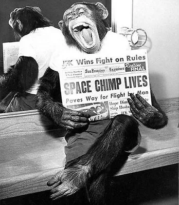 HAM The Astrochimp NASA Astronaut Chimpanzee Monkey Picture Photo Print 8  X 10  • $13
