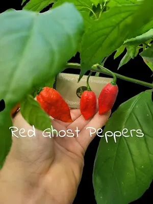 Bhut Jolokia RED GHOST Pepper Super Hot Seeds Unique Creek Homestead Certified • £5.74