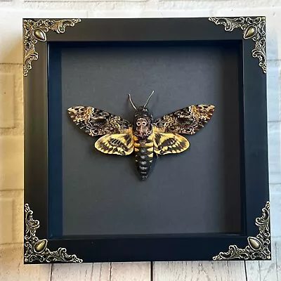 Greater Death's Head Hawk Moth (Acherontia Lachesis) Baroque Box Display Frame • $75.78