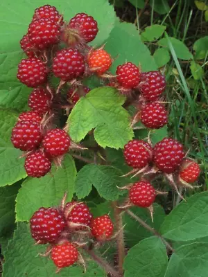 2 Wild Japanese Wineberry Bush Live Plants Berry Berries Fruiting Bare Root • $19.99