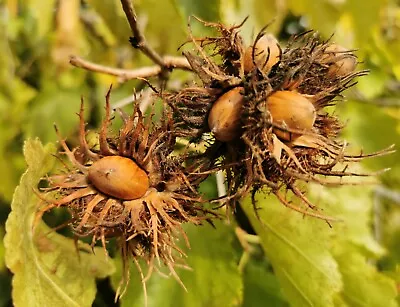 £8.90 • Buy Turkish Hazel Tree CORYLUS COLURNA, Hazelnut, Edible, Fruit Tree Plant, 20-30cm