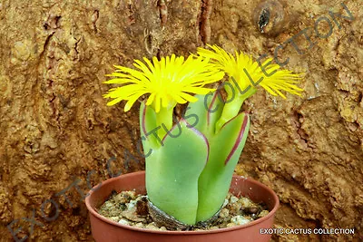 RARE CONOPHHYTUM MEYERAE @ Mesemb Exotic Stone Rock Living Stones Seeds 15 SEEDS • $8.99