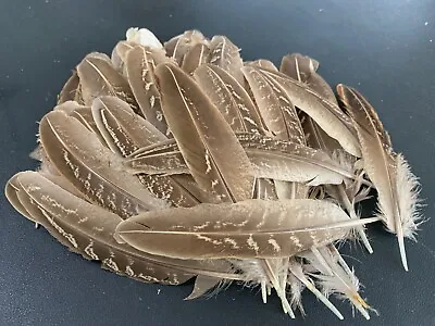 BULK 50pcs Natural 12-16cm Female Ringneck Pheasant Feathers DIY Craft Millinery • $9.95