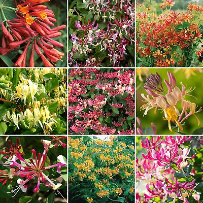 £21.99 • Buy Lonicera Garden Ready Plant Mix | 3 X Colourful Honeysuckle | Flowering Shrubs