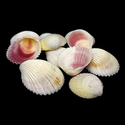 Cream & Pink Cockles Craft Seashells 40-50mm • £1.99