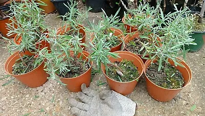 £9 • Buy Lavender Plants In Pot