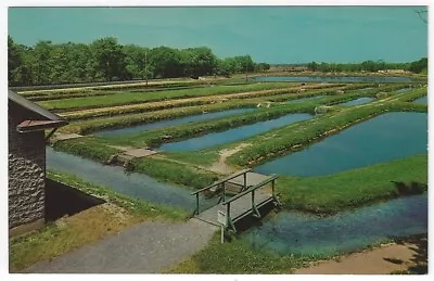 Huntsdale PA  Vintage Postcard View Of Portion Of The State's Fish Hatchery • $2