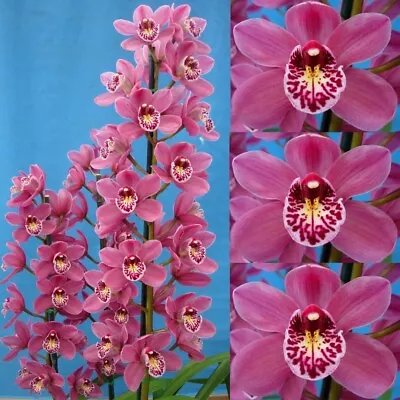 Cymbidium Orchid - Lancashire Ruby Paradisia • $50